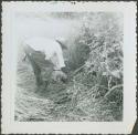 Photograph album, Yaruro fieldwork, p. 10, photo 3, man cutting brush