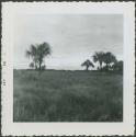 Photograph album, Yaruro fieldwork, p. 17, photo 4, Venezuela landscape