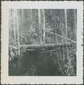 Photograph album, Yaruro fieldwork, p. 18, photo 2, Yaruro Incipient Tropical Forest Horticulture - Possibilities and Limits, forest view