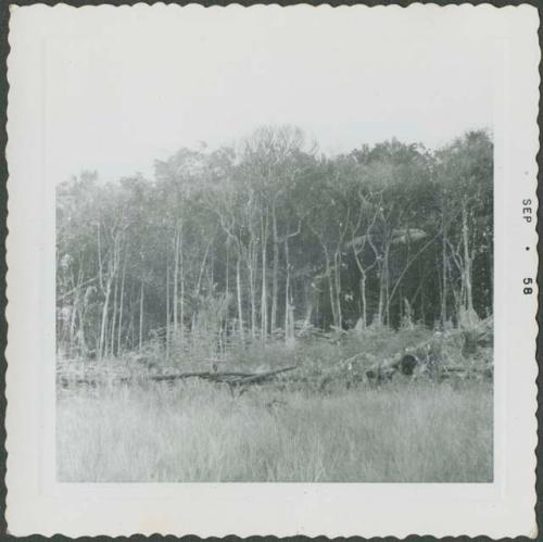 Photograph album, Yaruro fieldwork, p. 18, photo 3, Yaruro Incipient Tropical Forest Horticulture - Possibilities and Limits, forest in background