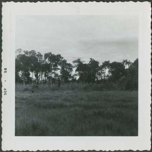 Photograph album, Yaruro fieldwork, p. 18, photo 4, Yaruro Incipient Tropical Forest Horticulture - Possibilities and Limits, forest in background