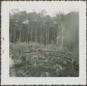 Photograph album, Yaruro fieldwork, p. 19, photo 1, forest view of tree stumps