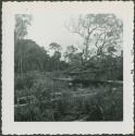 Photograph album, Yaruro fieldwork, p. 19, photo 2, forest view of fallen trees