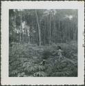 Photograph album, Yaruro fieldwork, p. 19, photo 3, forest view with Yaruro