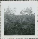 Photograph album, Yaruro fieldwork, p. 19, photo 4, forest view