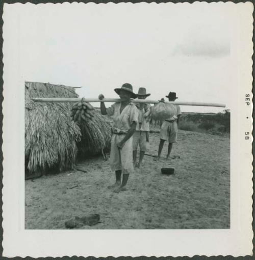 Photograph album, Yaruro fieldwork, p. 21, photo 3, man carrying fruit on long pole
