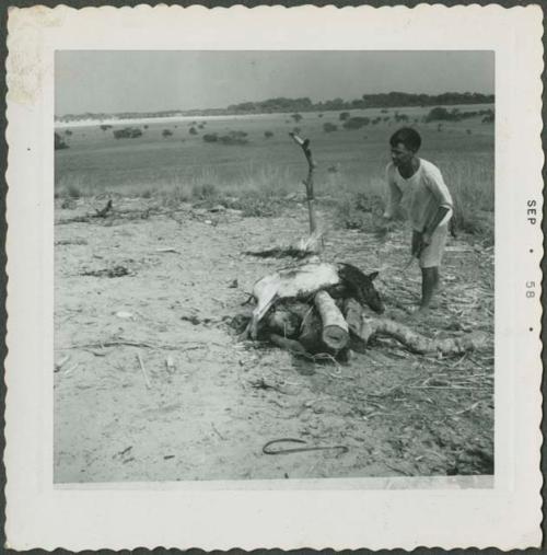 Photograph album, Yaruro fieldwork, p. 22, photo 3, man skinning pig