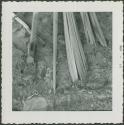 Photograph album, Yaruro fieldwork, p. 27, photo 1, tools and thatch on the ground