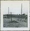 Photograph album, Yaruro fieldwork, p. 34, photo 3, constructing a building, vertical poles