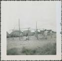 Photograph album, Yaruro fieldwork, p. 34, photo 5, constructing a building, placing poles