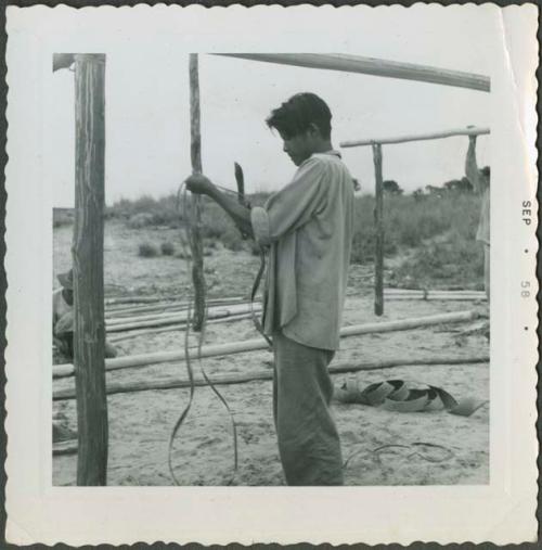 Photograph album, Yaruro fieldwork, p. 34, photo 6, constructing a building, stripping poles