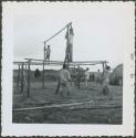 Photograph album, Yaruro fieldwork, p. 35, photo 3, constructing a building, placing poles