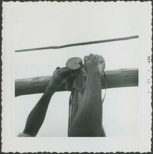 Photograph album, Yaruro fieldwork, p. 35, photo 4, constructing a building, attaching poles