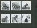Photograph album, Yaruro fieldwork, p. 50 containing 6 bw photographs