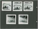 Photograph album, Yaruro fieldwork, p. 60 containing 5 bw photographs