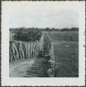 Photograph album, Yaruro fieldwork, p. 64, photo 2, walk way and fencing