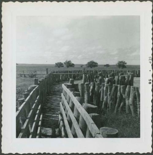 Photograph album, Yaruro fieldwork, p. 64, photo 3, walking path and fencing