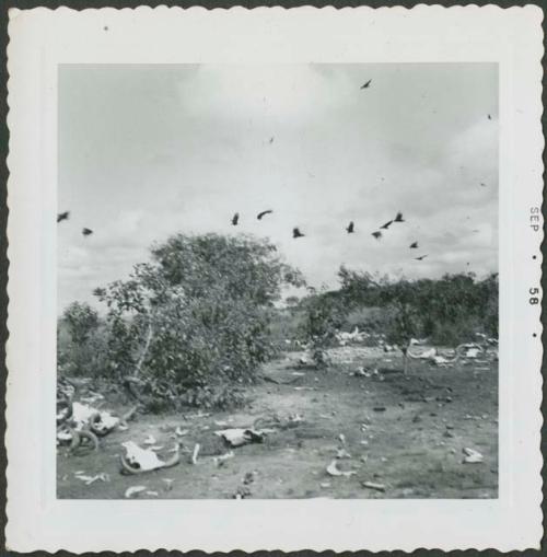 Photograph album, Yaruro fieldwork, p. 65, photo 2, bone yard with flock of birds