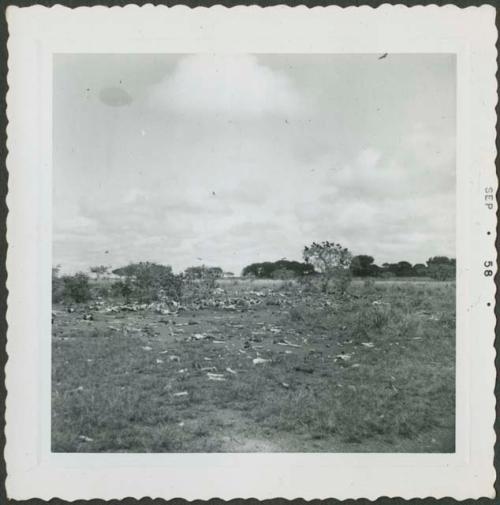 Photograph album, Yaruro fieldwork, p. 65, photo 3, bone yard with flock of birds
