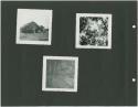Photograph album, Yaruro fieldwork, p. 66 containing 3 bw photographs