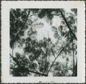 Photograph album, Yaruro fieldwork, p. 66, photo 2, view of trees from below