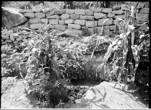 Tallahogan Canyon, mud dam for irrigation.