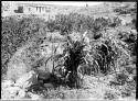 Tallahogan Canyon, multiple corn plant, lower garden.