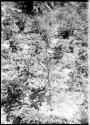 Tallahogan Canyon, tobacco plant, lower garden.