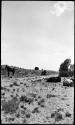 Hopi horses in camp