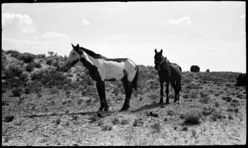 Pinto horses.