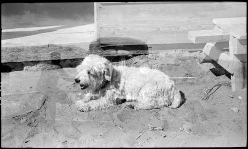 One of the Halls' dogs - Stockie (double exposure).