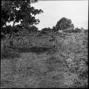 Economic life/Arts and crafts: view of local flora

