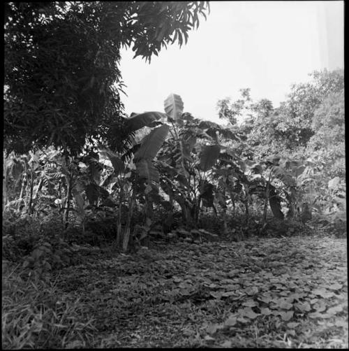 Economic life/Arts and crafts: view of local flora
