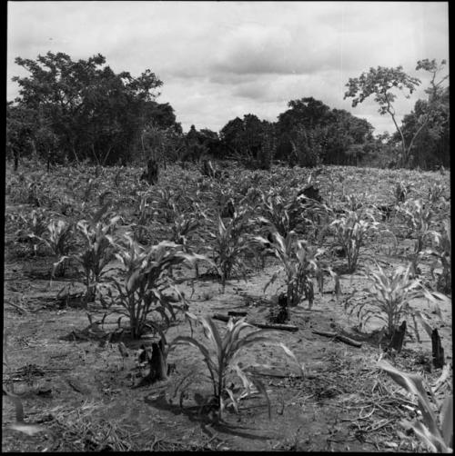 Economic life/Arts and crafts: crop field

