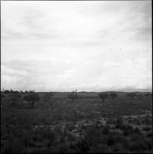 Geography and ecology: Venezuela landscape with trees