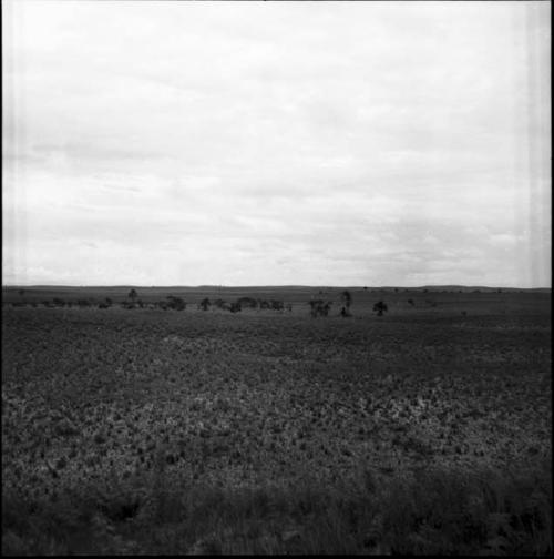 Geography and ecology: Venezuela landscape with trees