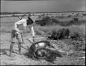 Work and food prep: man skinning pig