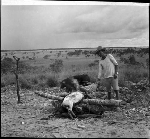 Work and food prep: man skinning pig on fire