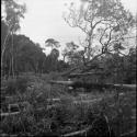 Jungle and gardens: forest view of fallen trees