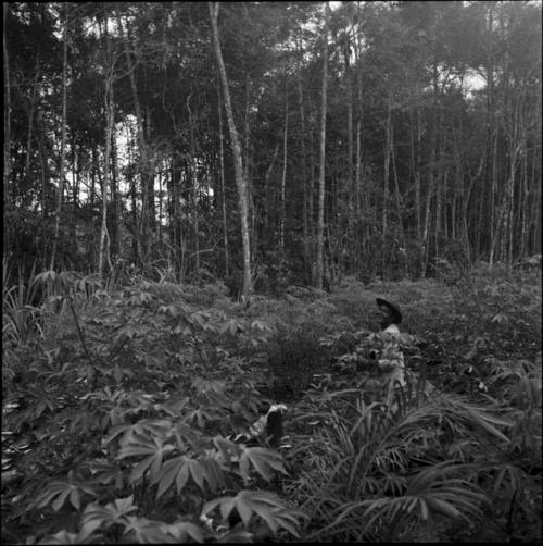 Jungle and gardens: forest view with Yaruro