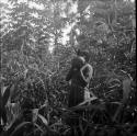 Jungle and gardens: forest view with person holding fruit