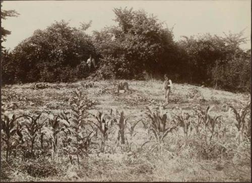 Fosters Earthwork, embankment