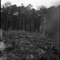 Jungle and gardens: forest view of tree stumps