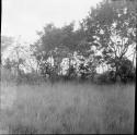 Jungle and gardens: Venezuela landscape