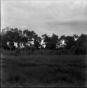 Jungle and gardens: Yaruro Incipient Tropical Forest Horticulture - Possibilities and Limits, forest in background
