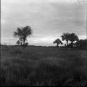 Jungle and gardens: Venezuela landscape