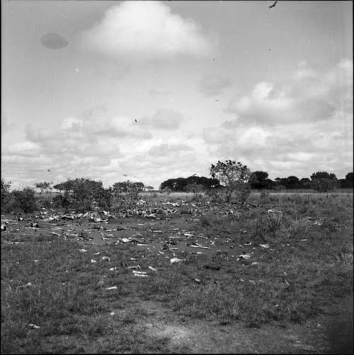 Ranches: bone yard with flock of birds