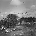 Ranches: bone yard with flock of birds