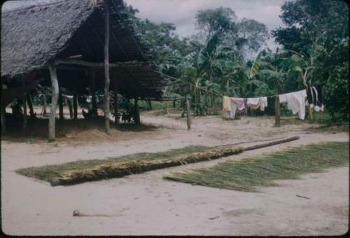 Grasses layed out with clothes line in background