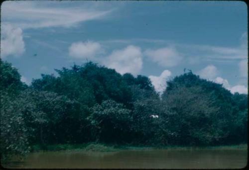 Trees along river bank